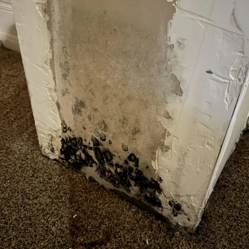 Professional Mold Removal in Bethel, CT